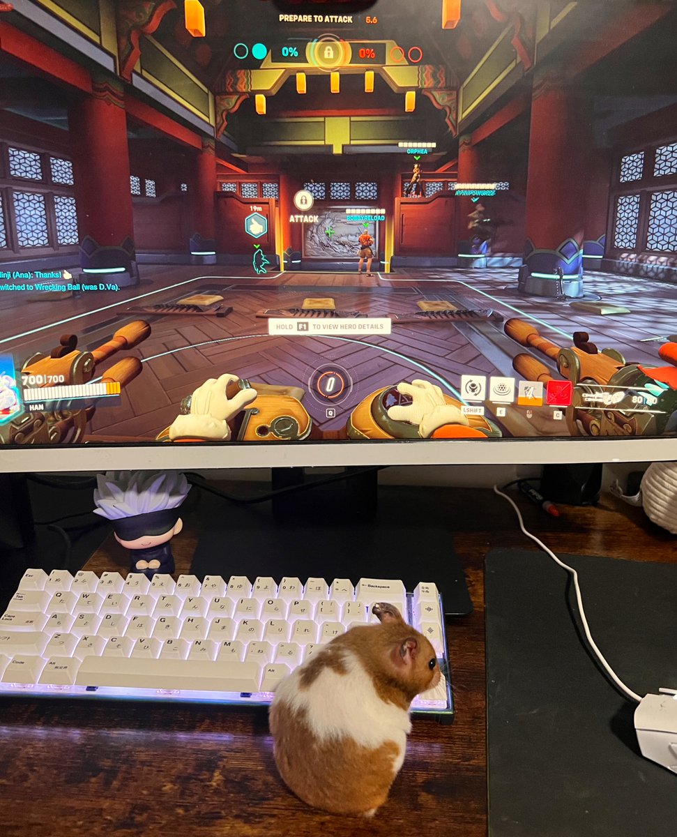 hanjosi's tweet image. gotta start ‘em while they’re young 🐹