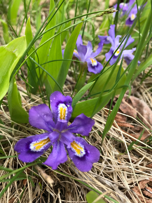 Nature is all around us! Today, National Wildlife Refuge Week begins, and it’s Urban Wildlife Conservation Day! 

Today we are joining our partner, the U.S. Fish and Wildlife Service, to celebrate “nearby nature".

#UrbanHome
#DwarfLakeIris #PlumIsland #FOPPI