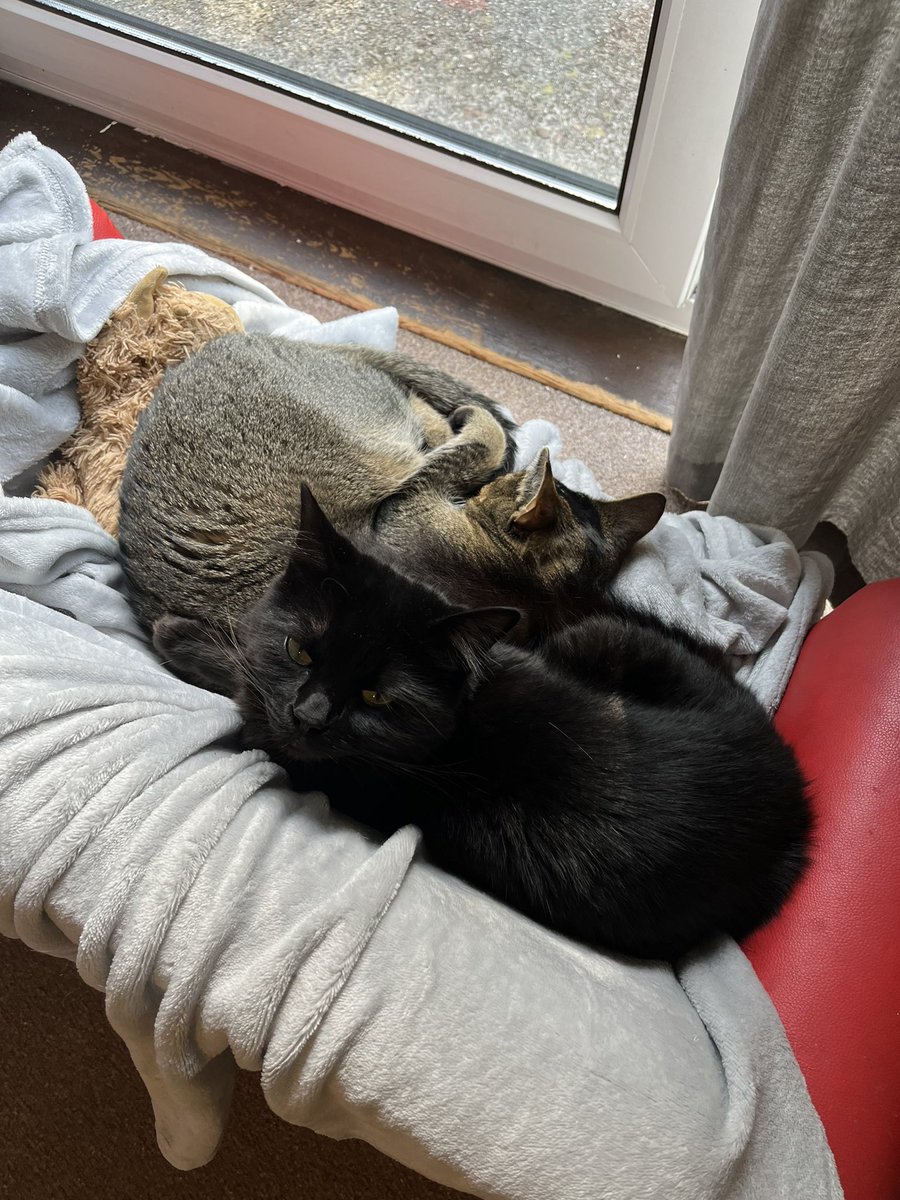 voodookitter's tweet photo. jus haven a littel cuddl, as sestors 💚 https://t.co/DqRjLRVdj5