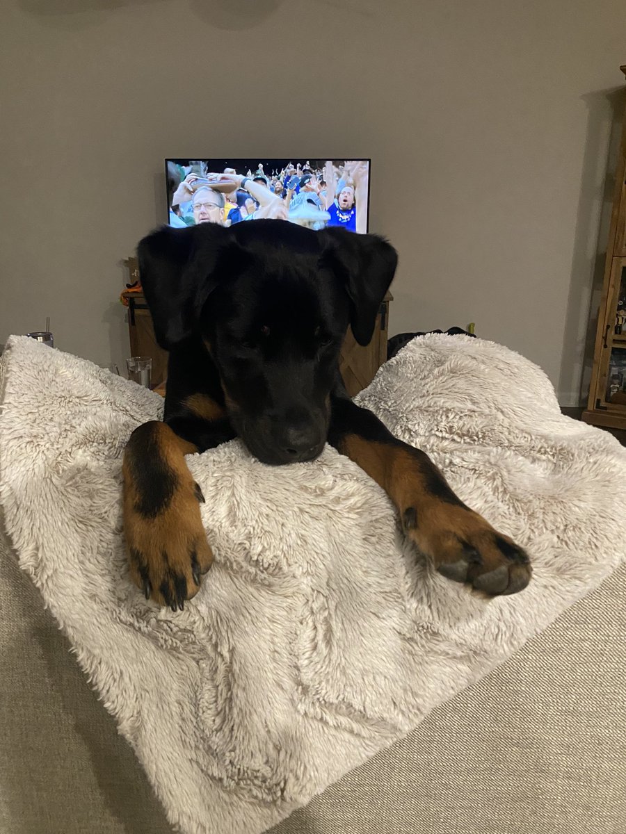 DubsRR's tweet photo. Willy can’t bear to watch! Top of the 8th &amp; M’s are down! Let’s go Mariners! #whereiroot #MLBplayoffs2022 #MarinersVsBlueJays https://t.co/13lezaXqM8