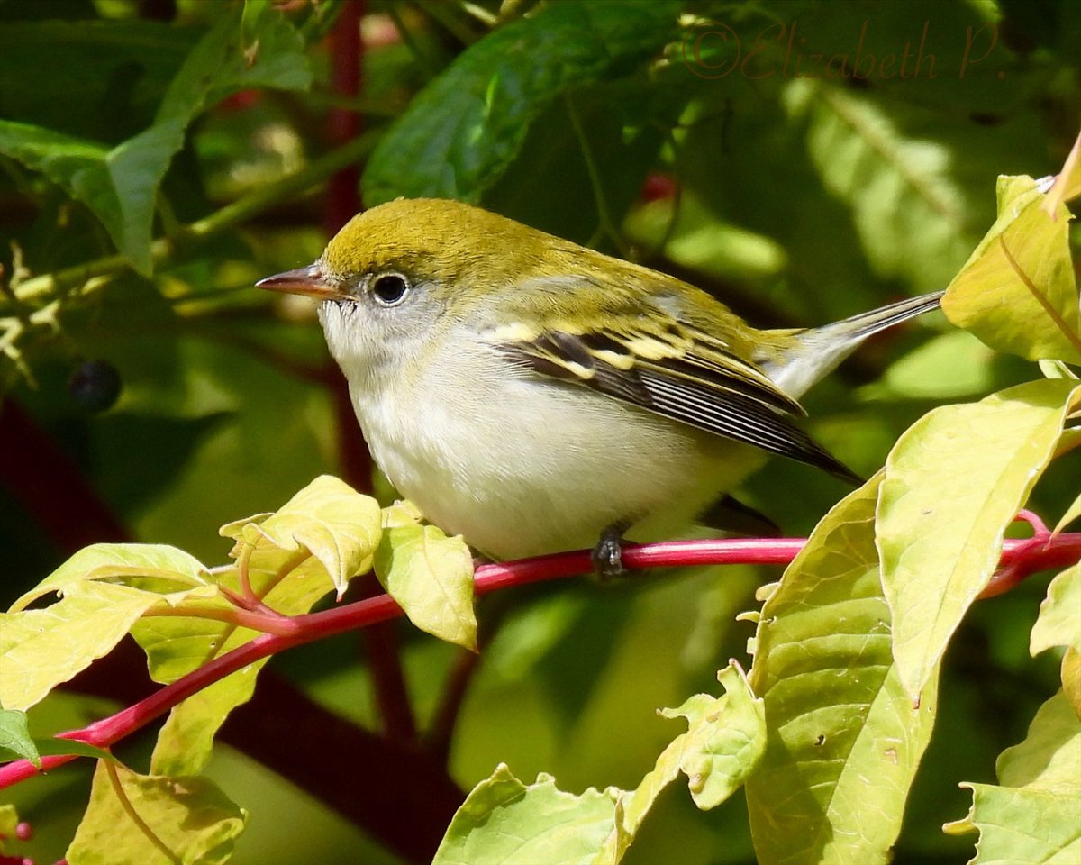 #ChestnutsidedWarbler early today at Dell Water in @GreenWoodHF