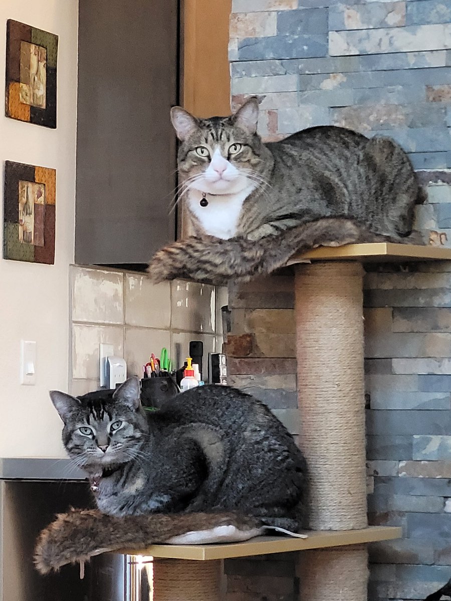 ColoradoPosse's tweet photo. Preston and Kenzy: we is waiting for dinner. Is it 6 o'clock yet?😸😸  #Caturday #CatsOfTwitter https://t.co/LuB9xJnKFL
