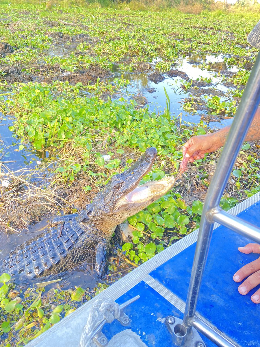 Cheese_Plattaaa's tweet photo. On the Bayou 🐊 https://t.co/1RoJlV9PMH