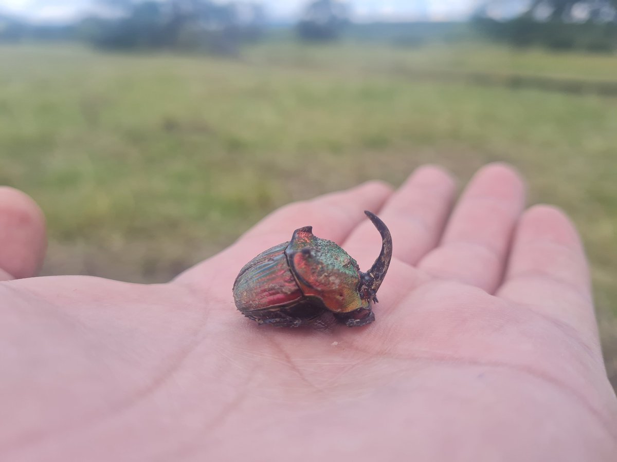 Rpuebloviejomx's tweet photo. Visita a Rancho Pueblo Viejo de la Dra Claudia Medina de Colombia, especialista en escarabajos, compartiendo su conocimiento y explicando la importancia de estos héroes en nuestros suelos.
#ganaderiaregenerativa
#ranchoagroecológico
#Itsnotthecowitsthehow https://t.co/ZNz8kNHmZ1