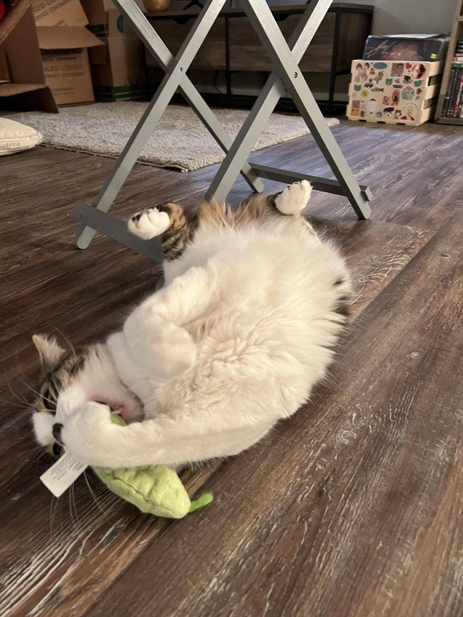 catnamedham's tweet photo. fresh Catnip had me toes UP ‼️ https://t.co/KA7haAr73w