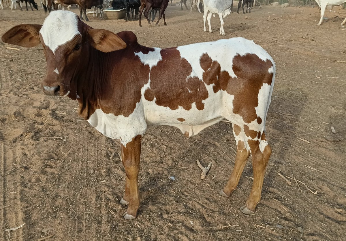 Le selfie 🤳 de l'année 2022.
Comment je peux ne pas aimer ce job... De l'amour si pur et naturel...
Admirez le dégagement de charme de mon ami.
#animallovers 
#selfiechallenge