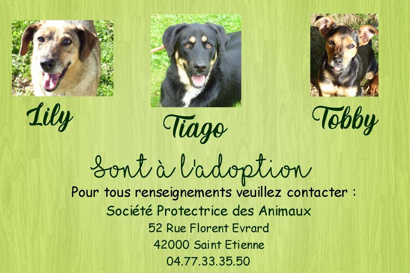 DelavegaPepita's tweet photo. NON RECLAMES PAR LEURS PROPRIO EN FOURRIERE
ILS SONT A L ADOPTION
A LA SPA DE #saintetienne #LOIRE #DPT42 https://t.co/iBMg6emZra