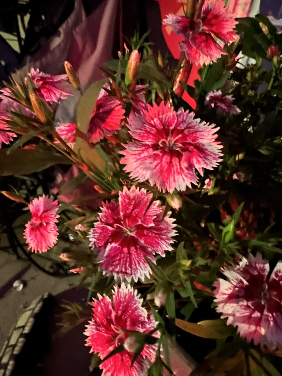 Yeah this iPhone 14 camera is good.