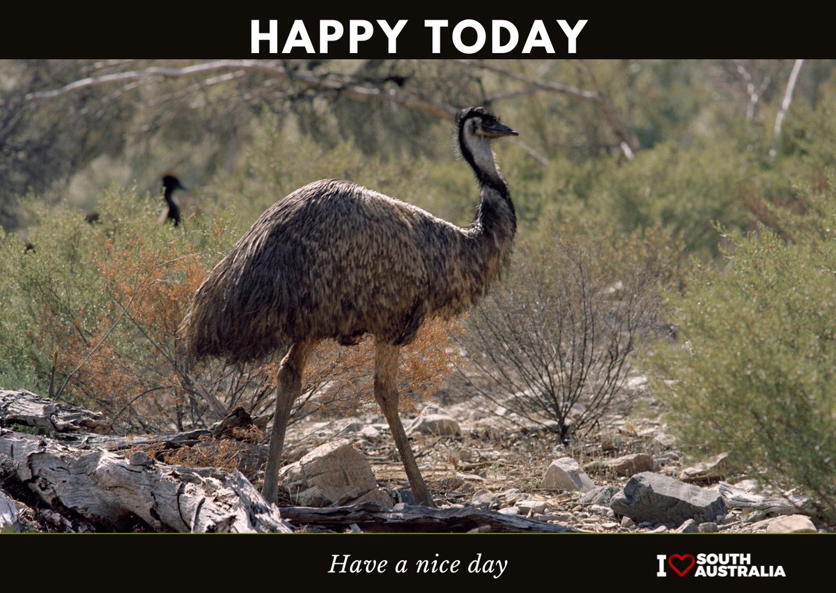 ilovesouthaustr's tweet photo. Day 190
#lovesa #lovesouthaustralia #australia #passionate #TourisminSAMatters #welovesa
#southaustralia #ilovesouthaustralia #ilovesa
#southaustraliafun https://t.co/tDwdSmDVf1