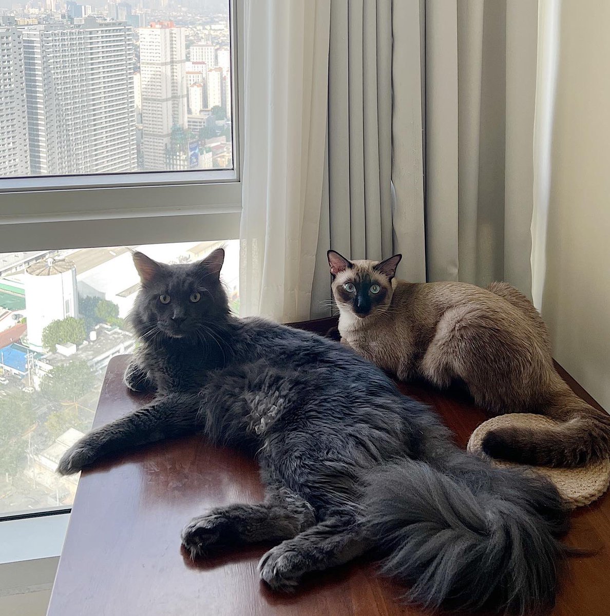 FirenzyXXX's tweet photo. Sundays for sunbathing 🐈‍⬛🐈🌤️

#Siamese🐈
#MaineCoon🐈‍⬛ https://t.co/abF96bghV3