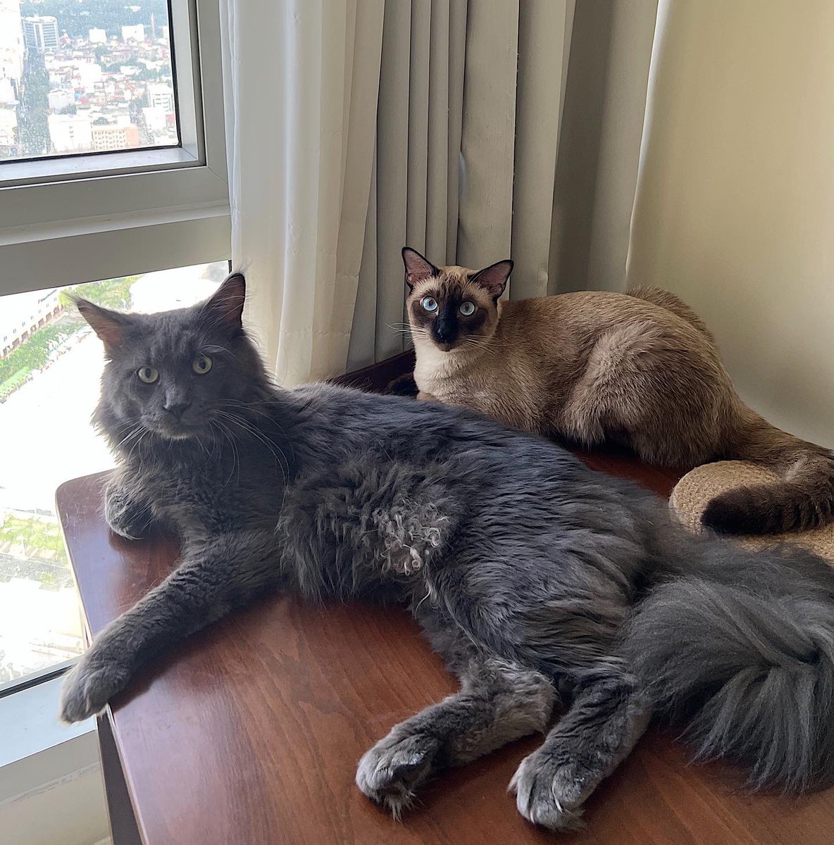 FirenzyXXX's tweet photo. Sundays for sunbathing 🐈‍⬛🐈🌤️

#Siamese🐈
#MaineCoon🐈‍⬛ https://t.co/abF96bghV3