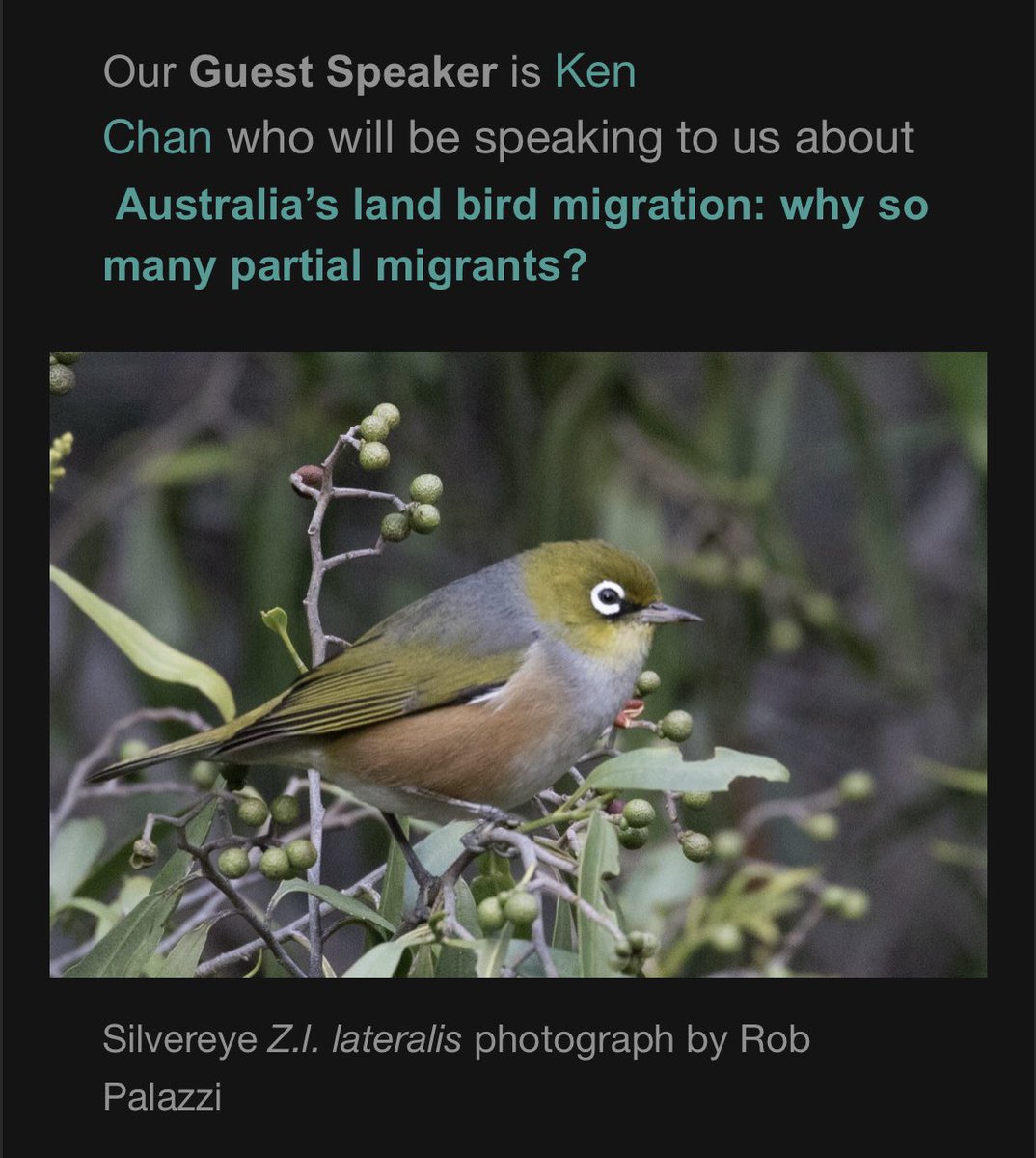Hunter Bird Observers Club (HBOC) (@hunterbirders) on Twitter photo Do you ever wonder why Australia has so many partially migrant birds? Find out at this weekās #HBOC Club Night. Wednesday 7pm in person at the <a href="/HunterWetlands/">Hunter Wetlands Centre Australia</a> Centre or on Zoom.
#birds #HunterBirdObserversClub #birdwatching Do you ever wonder why Australia has so many partially migrant birds? Find out at this weekās #HBOC Club Night. Wednesday 7pm in person at the <a href="/HunterWetlands/">Hunter Wetlands Centre Australia</a> Centre or on Zoom.
#birds #HunterBirdObserversClub #birdwatching