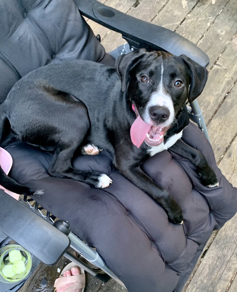 PScriptive's tweet photo. @Women___Exist Her name is Jellybean and she understood the assignment. https://t.co/BnkkQ8hX4e