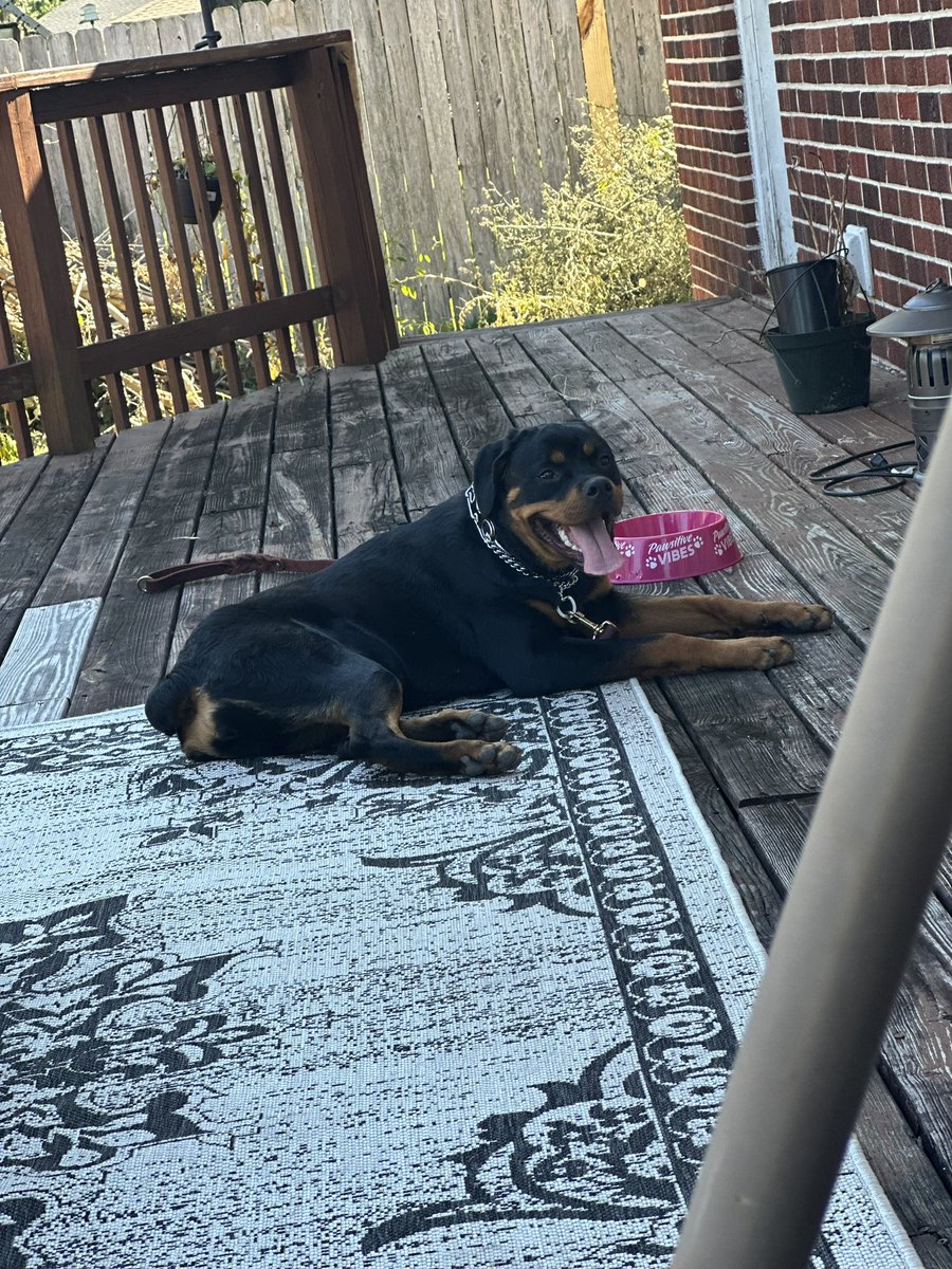 breearnaud's tweet photo. They love me. They really love me. 🥹💜💙 https://t.co/sfBltERIKw #noladogtrainer #letstrainyourdog #justkeeptraining #dogsoftwitter #noladogs https://t.co/JKuo2GrQzQ