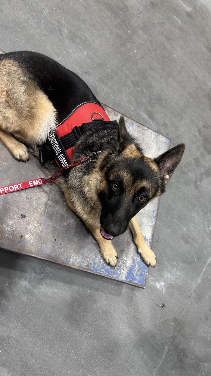 breearnaud's tweet photo. They love me. They really love me. 🥹💜💙 https://t.co/sfBltERIKw #noladogtrainer #letstrainyourdog #justkeeptraining #dogsoftwitter #noladogs https://t.co/JKuo2GrQzQ