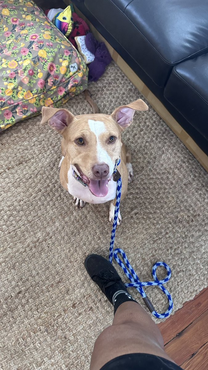 breearnaud's tweet photo. They love me. They really love me. 🥹💜💙 https://t.co/sfBltERIKw #noladogtrainer #letstrainyourdog #justkeeptraining #dogsoftwitter #noladogs https://t.co/JKuo2GrQzQ