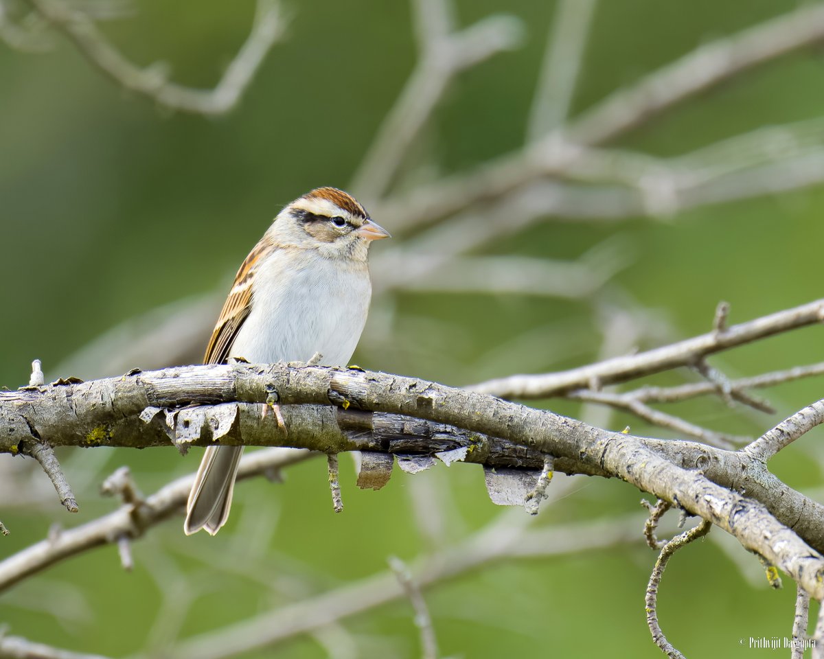 #OctoberBigDay is here. High levels of bird activity today at Ann Arbor high up in the trees. Here's a Chipping Sparrow I observed today.
#birdwatching #birds #photography #IndiAves #ThePhotoHour #BirdsSeenIn2022 #GoBirding