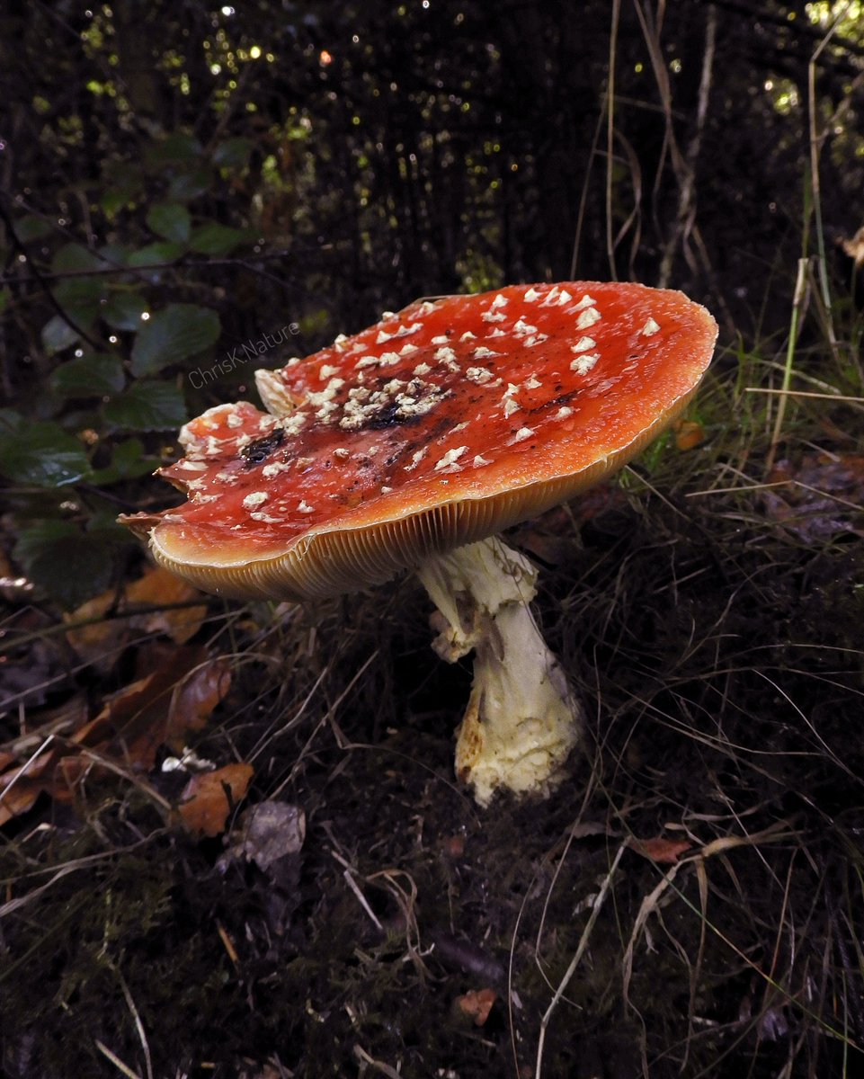 TELUS_Spark's tweet photo. Head to #SparkAfterDark Oct.14 for 'Foraging for Fungi: A Brief Survey of the Wilde Mushrooms of Alberta' with Sean Campbell It will focus on a few🍄species; #Amanitamuscaria, #Morchellaelata, #Coprinuscomatus + provide detailed descriptions of their value https://t.co/aYZqDlZNR2 https://t.co/5EW5upuYTK