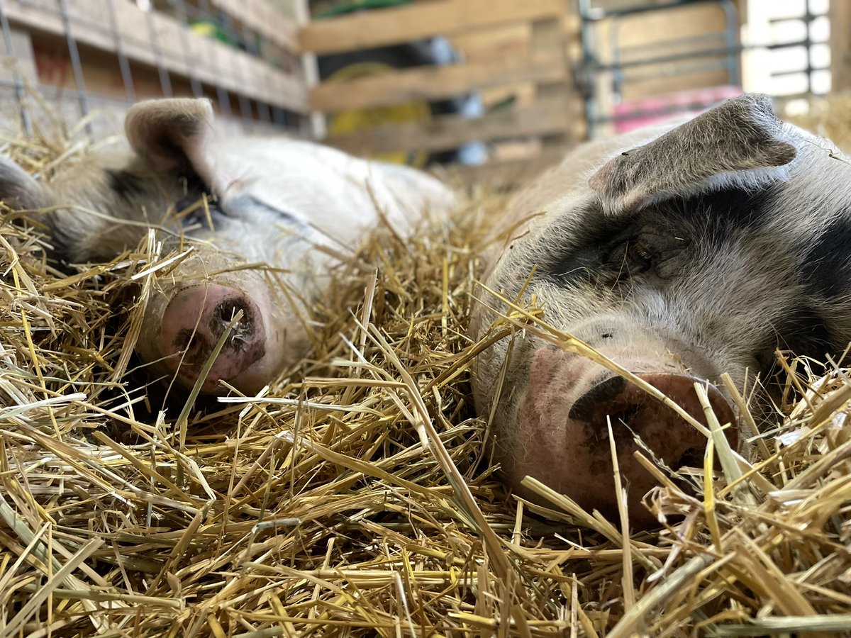 Farmaste Sanctuary tweet media