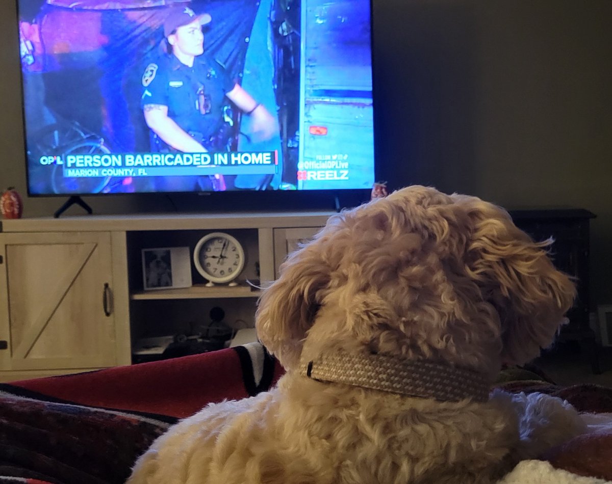 Trish Gordon (@craftyteacher3) on Twitter photo Dusty loves watching <a href="/OfficialOPLive/">On Patrol: Live</a> especially when he hears the K-9 barking!
<a href="/danabrams/">Dan Abrams</a> Dusty loves watching <a href="/OfficialOPLive/">On Patrol: Live</a> especially when he hears the K-9 barking!
<a href="/danabrams/">Dan Abrams</a>
