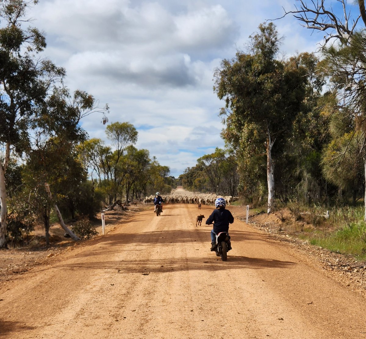TimShep05's tweet image. My 2 girls 4 dogs and 2500 ewes and lambs. Nice job for a Sunday