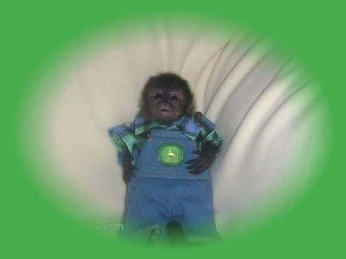 small monkey john d. tweet media