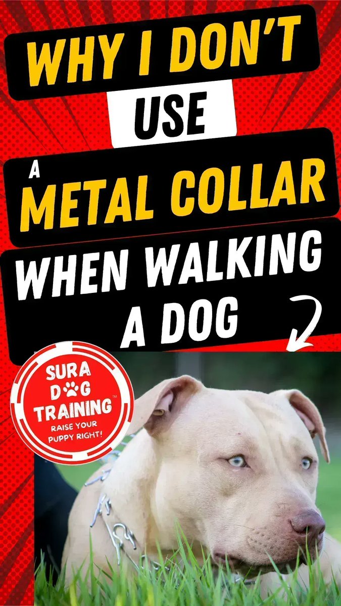 SuraDogTraining's tweet photo. #VIDEO 🐶Why I Don't Use a Metal Collar When Walking a #Dog! 👀 https://t.co/AIeSGjXCbF 👉LIKE &amp; SUBSCRIBE! 
#dogs #puppy #puppies #dogsoftwitter #DogsofTwittter #dogmom #cuteanimals #dogwalking #leashtraining #dogcollar #dogcollars #prongcollar #reactivedog #aggressivedog https://t.co/viRBl41o1q