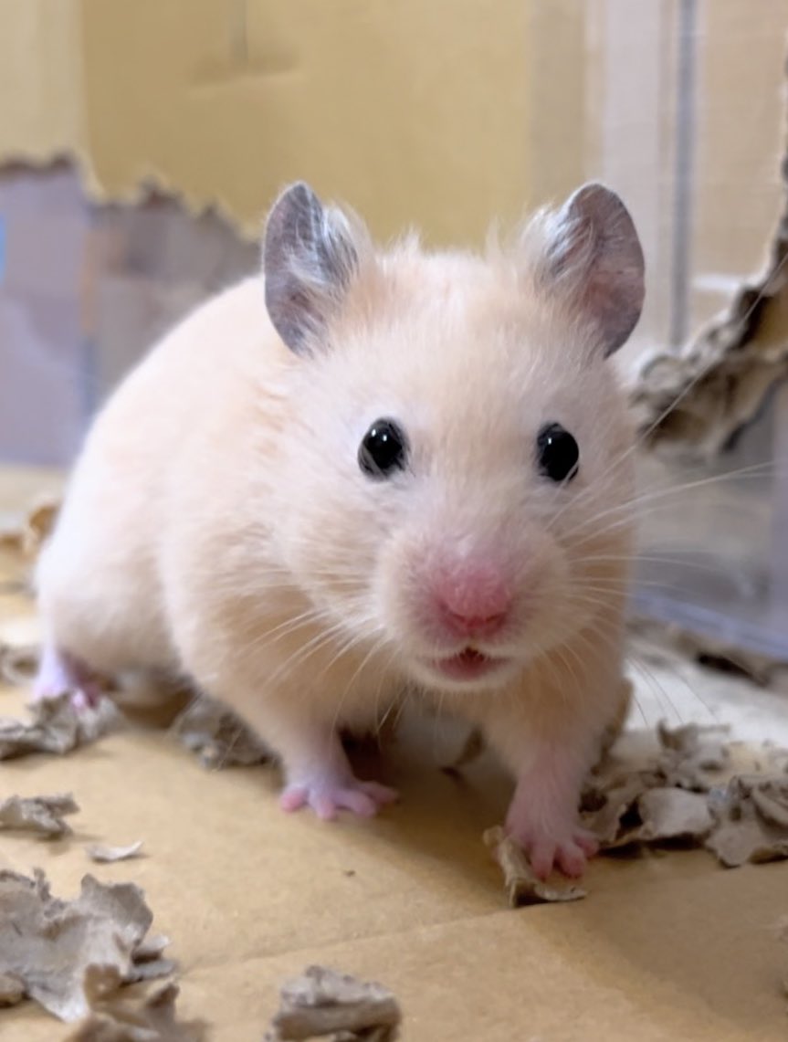 hamstertomory's tweet photo. ウチのかじかじ職人オメガΩくん🐹💕
1時間以上お仕事しています😅😂
#ハムスター #hamster #omega https://t.co/aFAPOmvGVa