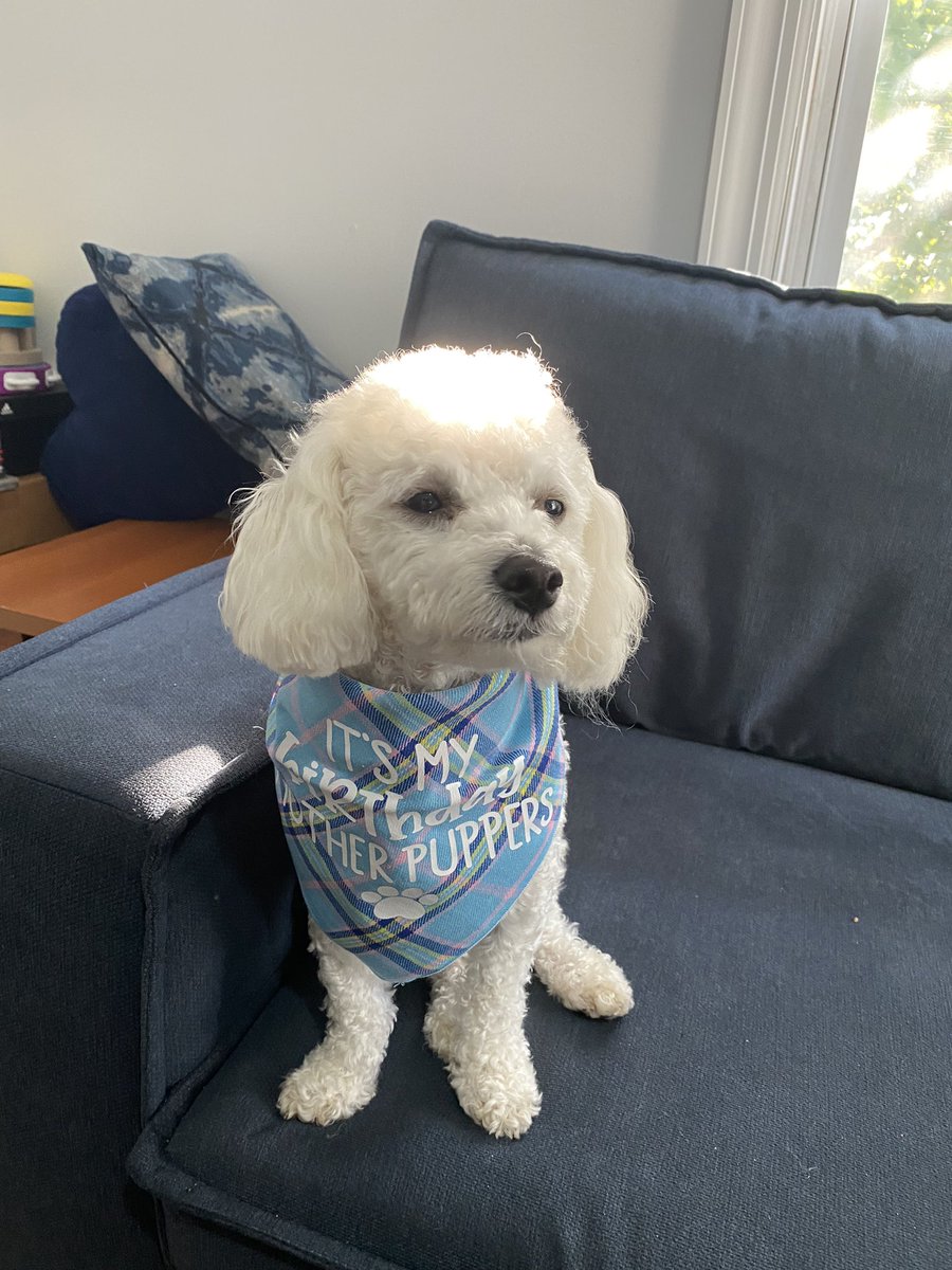 speakthenthink_'s tweet photo. Can’t believe my puppy is 2 already. 🥰🥳 https://t.co/cCawWGwGyZ