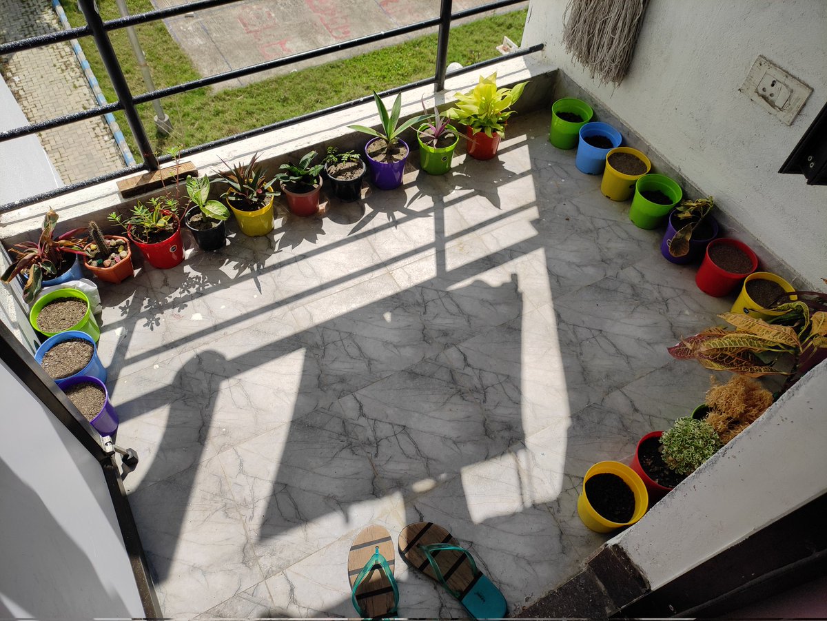 My small plant ☘️ nursery in balcony.❤️
#NatureBeauty 
#plantobsessed
#GoGreen