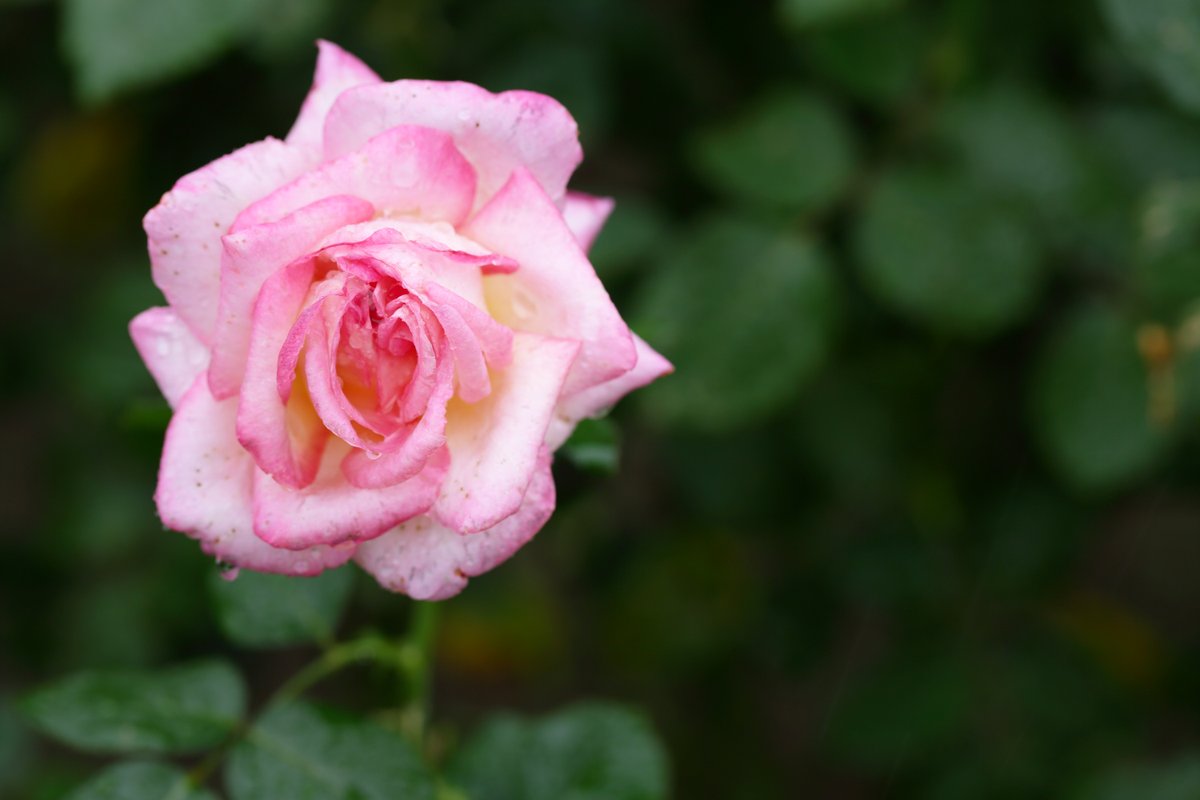 MZ_80K2's tweet photo. @MZ_80K2 2022/10/07 ☔旧古河庭園 🌹『カリフォルニア・ドリーミング』　薔薇フェス期間にしては咲いてない感じあったけれどカリフォルニアドリーミングは花数、咲き具合ともに見頃 https://t.co/BUdDzvAu2q
