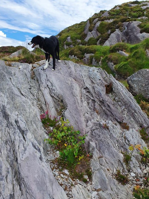 REEL on Twitter "RT IrishRainforest "Yes, but native trees won't