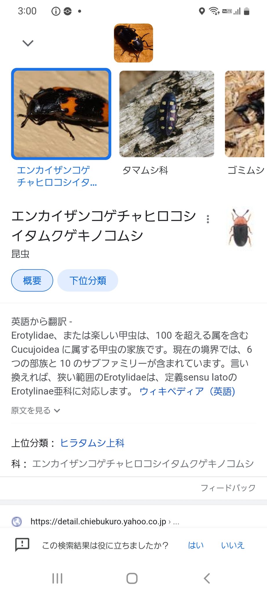 エンカイザンコゲチャヒロコシイタムクゲキノコムシ Twitter Kereses Twitter