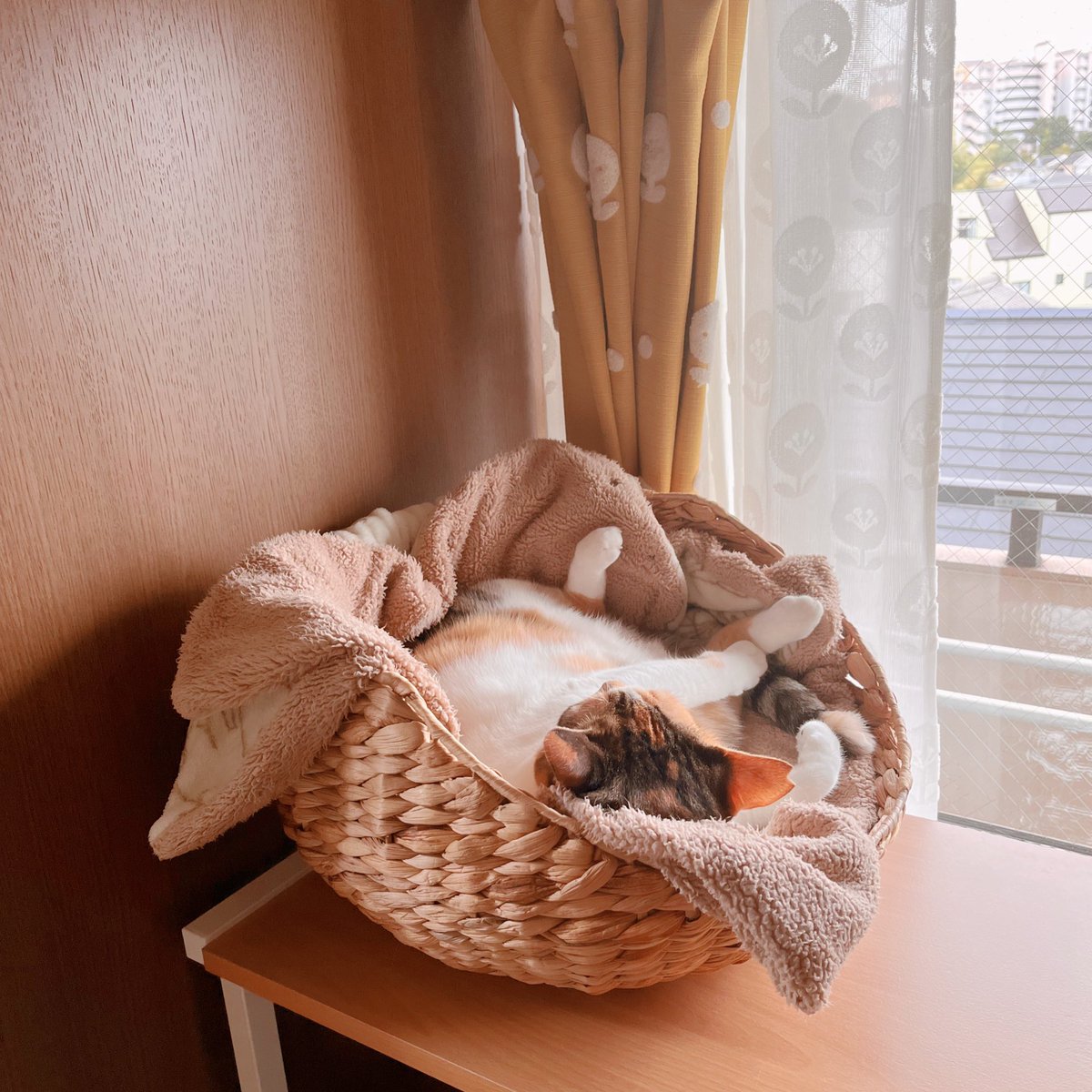 68日目
 #クロッキー筋トレ

急に気温が低くなって
夏の間スルーされていたベッドに入るようになった猫です。
ベッドの形に沿ってめたーんと満ちている姿が本当にかわいい餅だなあと思います 