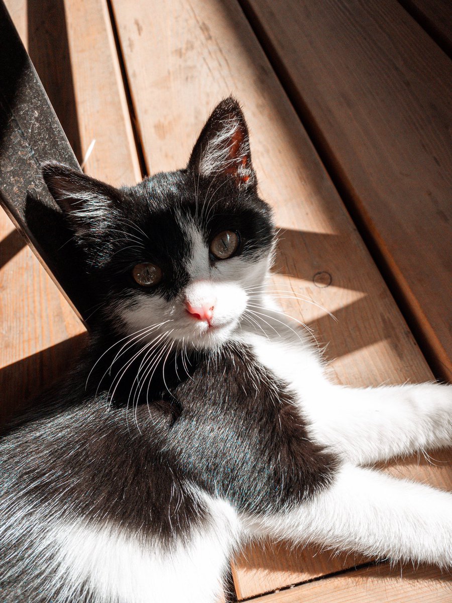 Egor_Beetle (@egor_beetle) on Twitter photo 