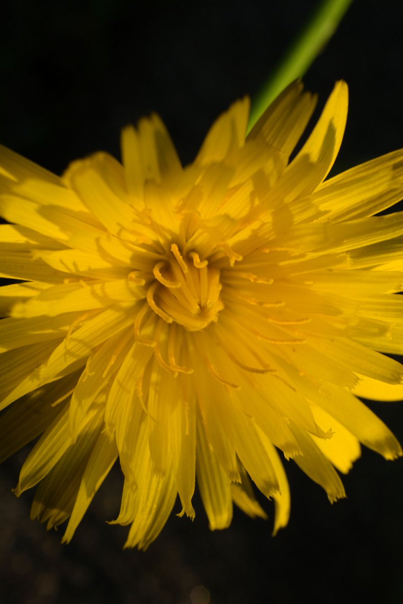 Happy Sunday 🥰
#NaturePhotography  #photography #FlowerPhotography #Flowers #Naturelover #NatureBeauty    #gardening #nature #garden #TwitterNatureCommunity #HappySunday