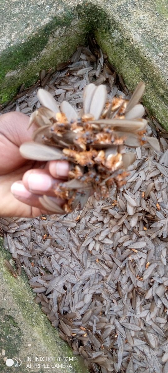 DanielOlinga3's tweet photo. I call them #Ikong, they are #whiteants, a special delicacy from the land of Iteso....how I love this meal. @Apple_Shapple https://t.co/pgBWoox2zB