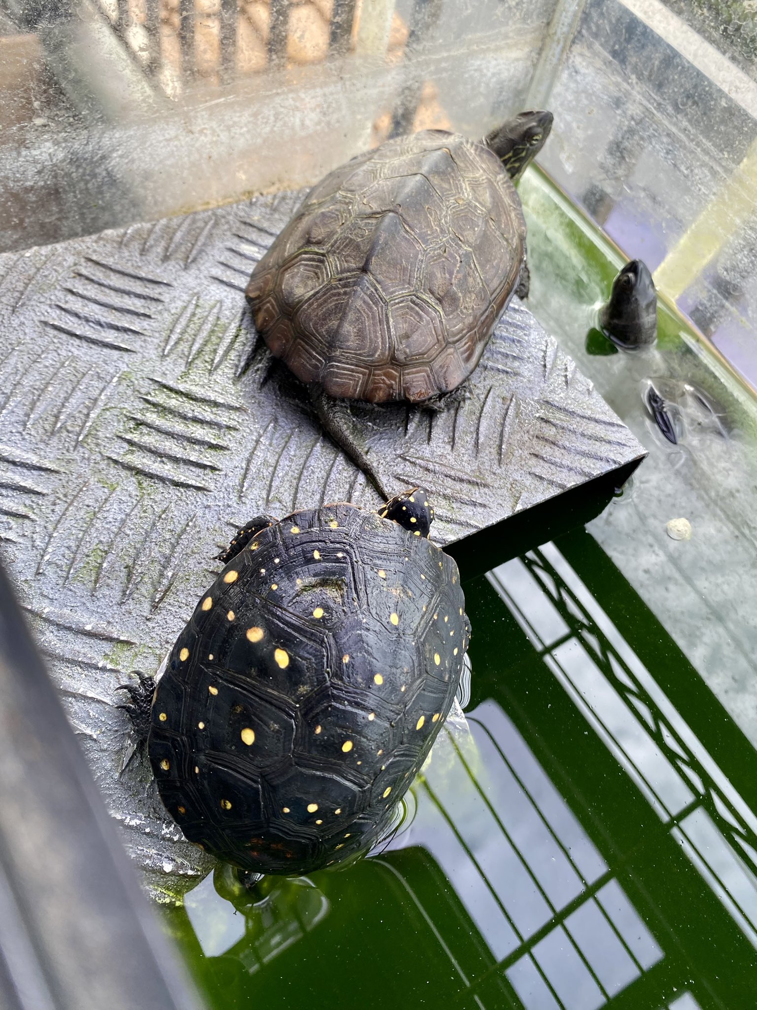 Kame Daisuki Mankamakura Twitter