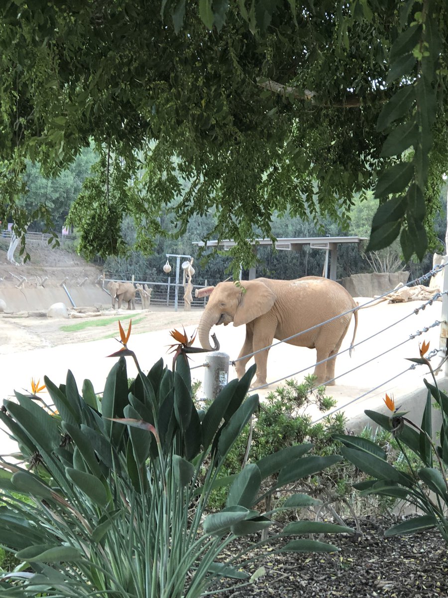 … and the elephants are kindly but they’re dumb …