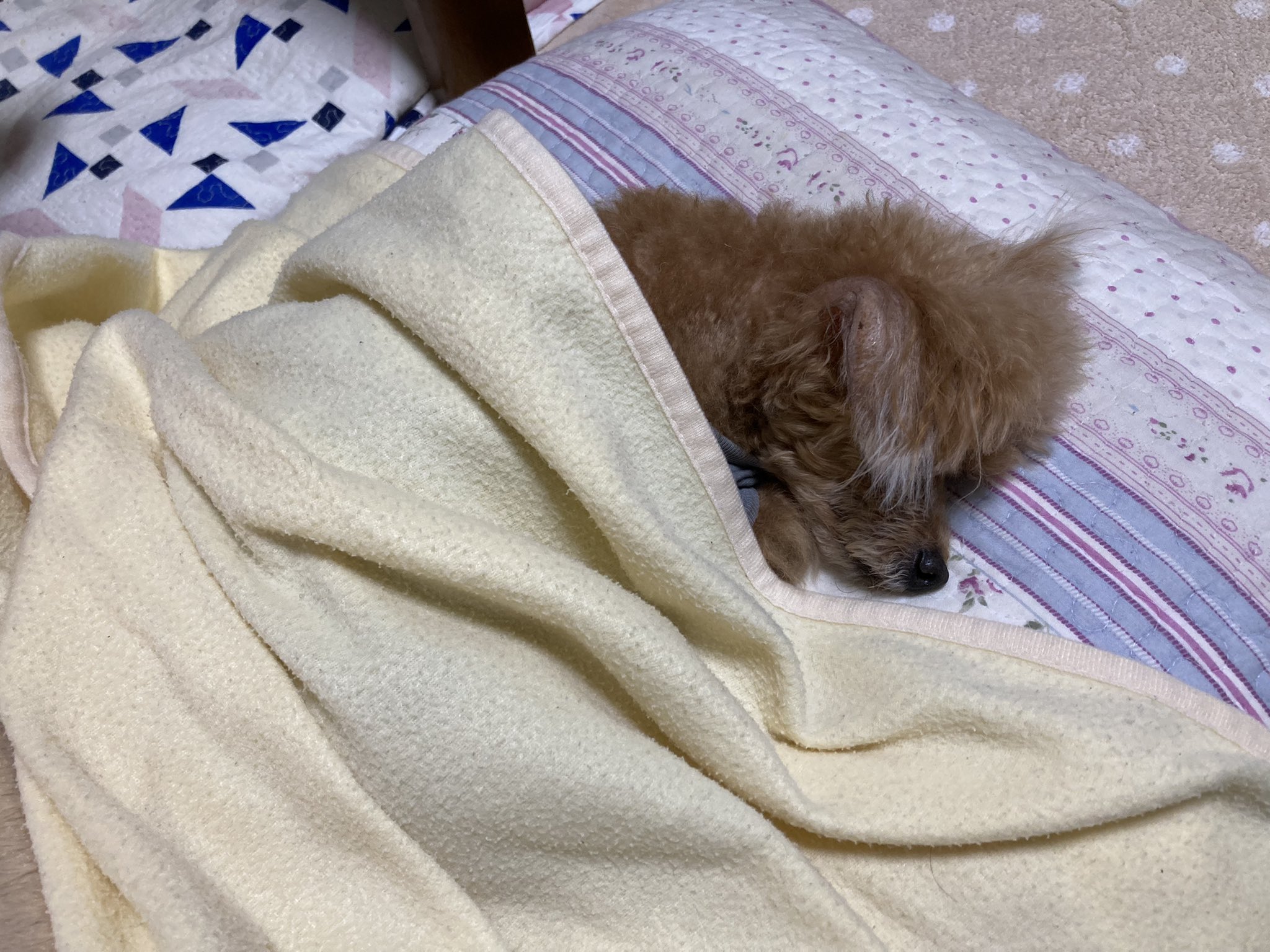 副鼻腔炎 Twitter Search Twitter