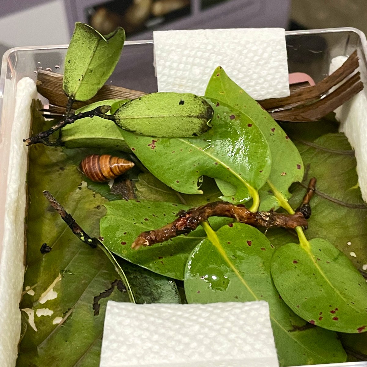 uhm_eecb's tweet photo. In #malacology we learned about marine, freshwater, and terrestrial mollusks. Plus, an up-close look at native #Hawaiian land snails. #DayAtTheMuseum https://t.co/PTByjeZ9fT