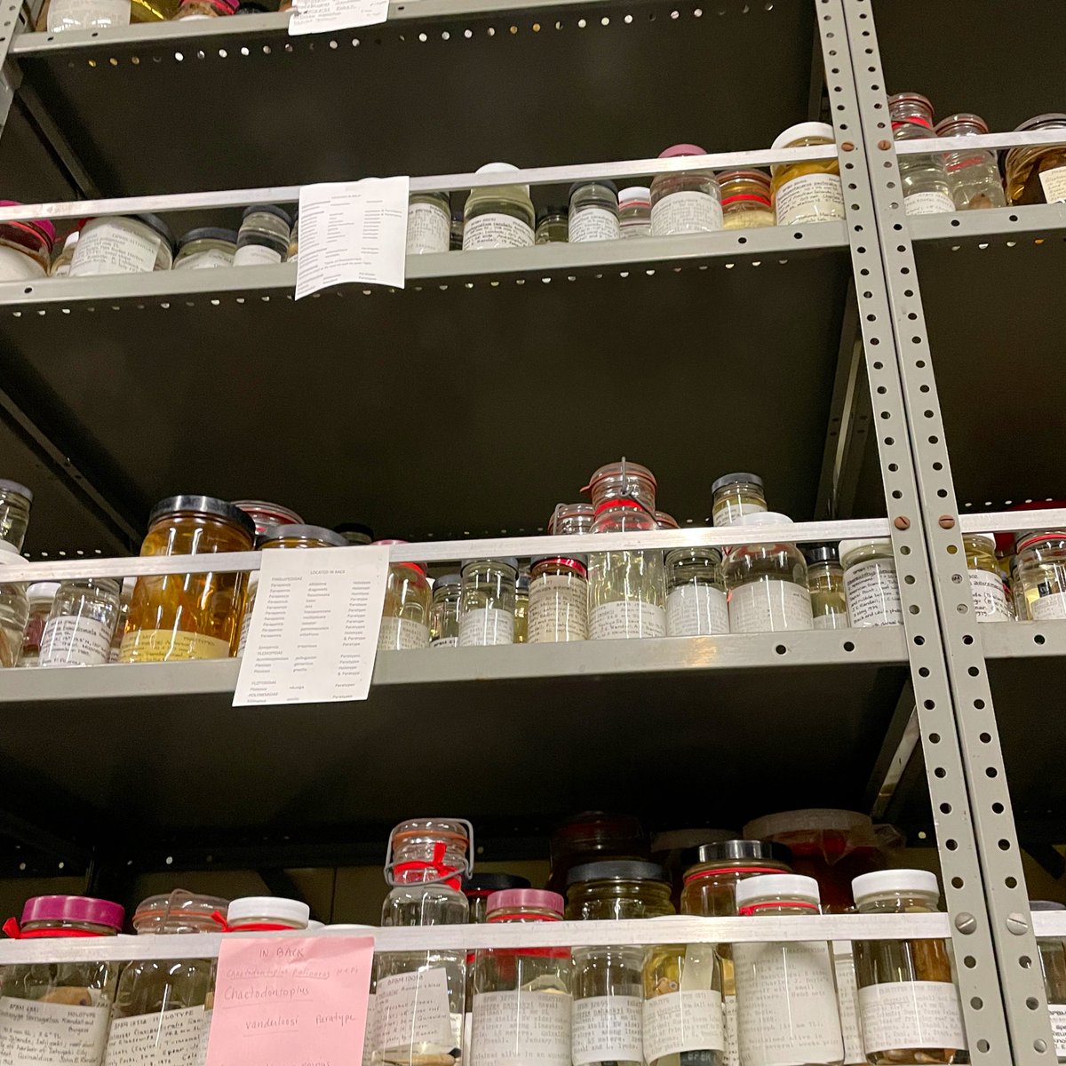 uhm_eecb's tweet photo. Finally, the fish! The #ichthyology collection at Bishop is recognized as the biggest contribution of specimens by famed ichthyologist John Randall. #DayAtTheMuseum #ThanksForAllTheFish https://t.co/ScxTUfiIwu