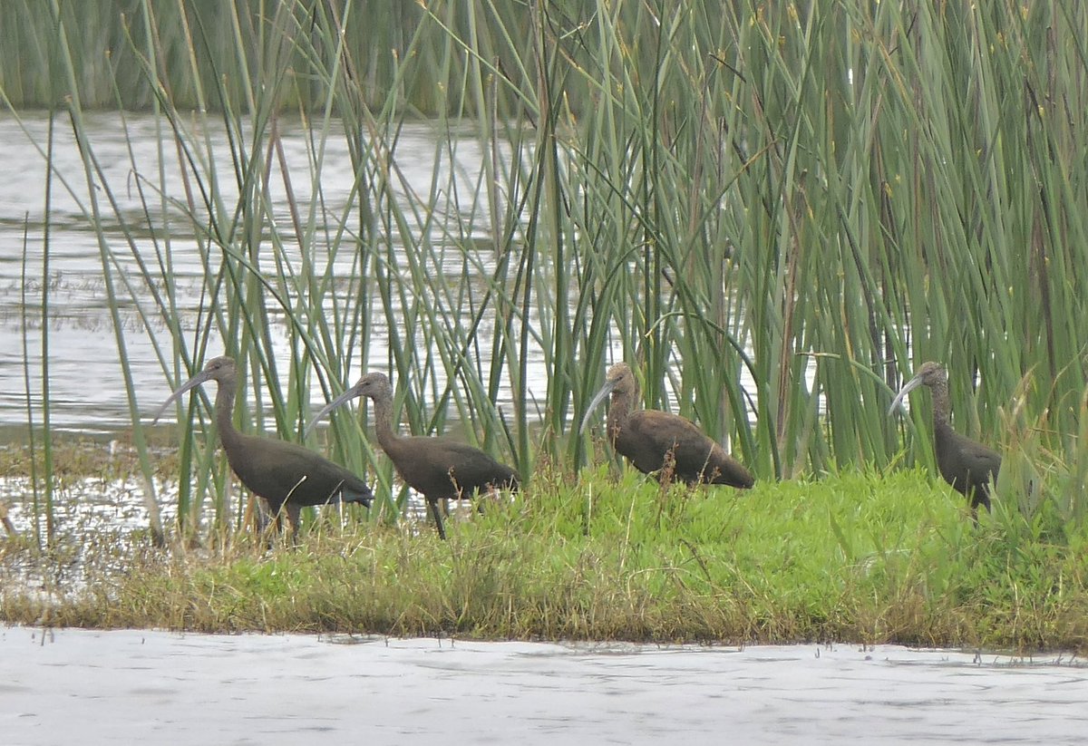 mbplan's tweet photo. New lifer for me, a white-faced ibis at Ocean Park in Lompoc @audubonsociety @AudubonCA @CornellBirds #birdphotography #birdwatching https://t.co/CZ1f0ARvNd