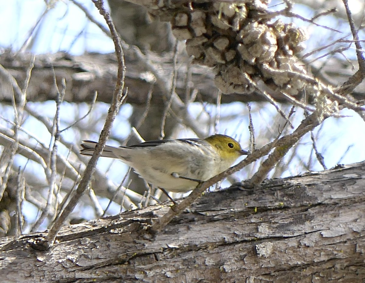 mbplan's tweet photo. New lifer for me, a hermit warbler at Oceano Lagoon in #sanluisobispocounty @audubonsociety @AudubonCA @CornellBirds #birdwatching #birdphotography https://t.co/9IVFa6AUAA