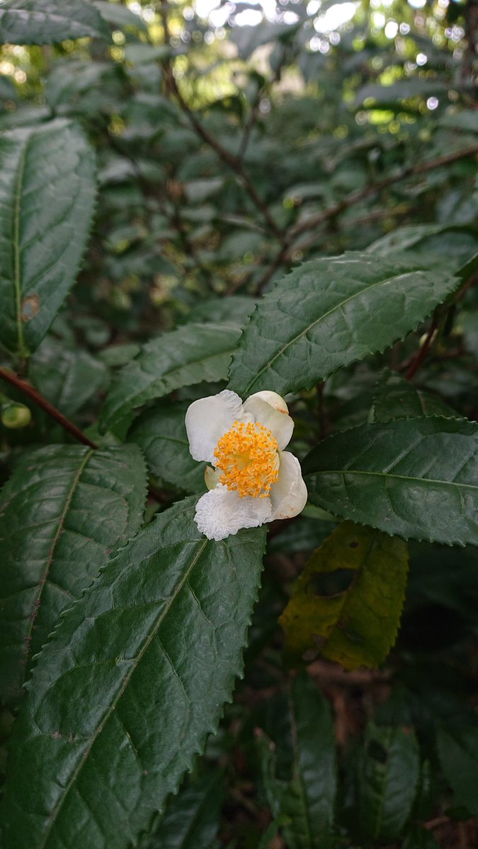 秋の向島百花園で、今日も怒濤の植物講義。
あけび、木瓜の実、からたち（枳殻の実）、茶の花。