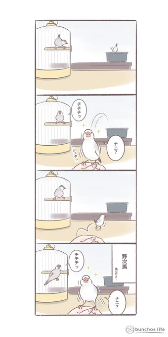 外野が騒がしいとすぐに飛んでくる好奇心旺盛な1号
#文鳥 
#bunchoslife 
#4コマ漫画 