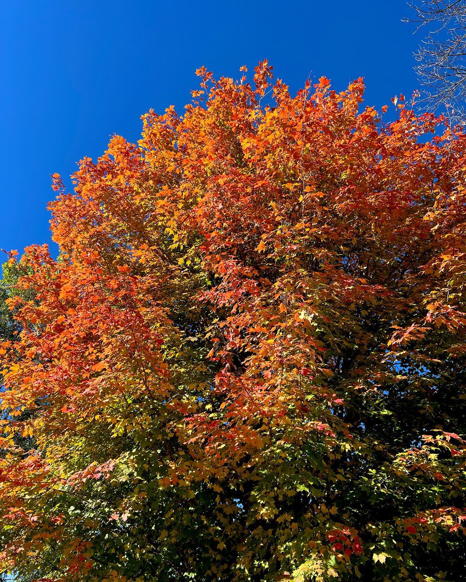 canorm's tweet photo. One tree with all the colors.

#fall #fallcolors #minnesota #happyfall #fallleaves #goplayoutside https://t.co/CvmSXJMfgw https://t.co/dag0sN2MMk