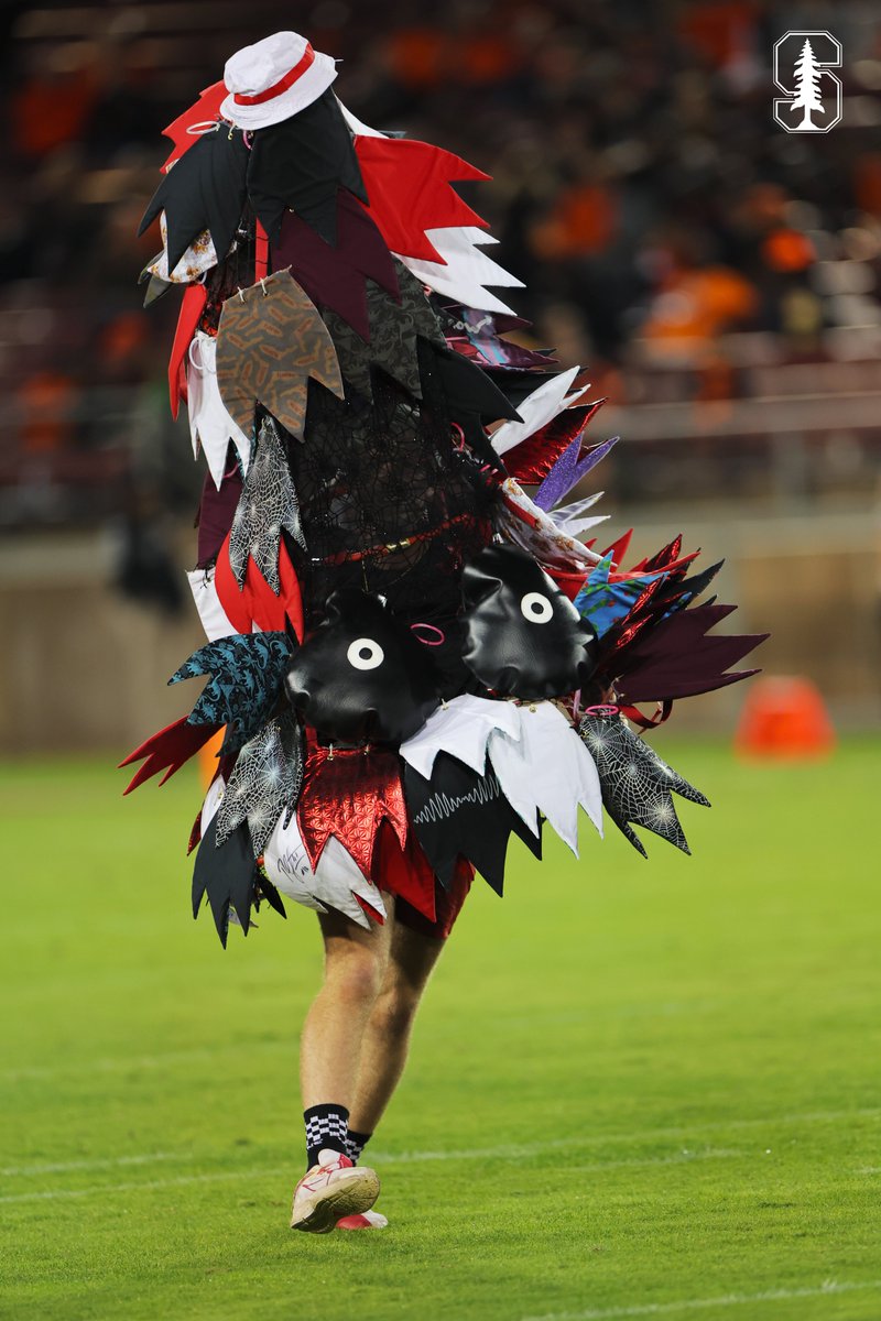 WAKE UP, NEW TREE JUST DROPPED ‼️ #GoStanford, image size:800x1200