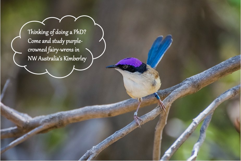 #phdpositions #PhDScholarships 2023. Are you interested #behaviour #ecology #climate #adaptation #telomeres #conservation #conservationgenetics #tropical purple-crowned #fairywrens? Contact me via email or DM! Details on our research, and what we offer: petersresearchgroup.org