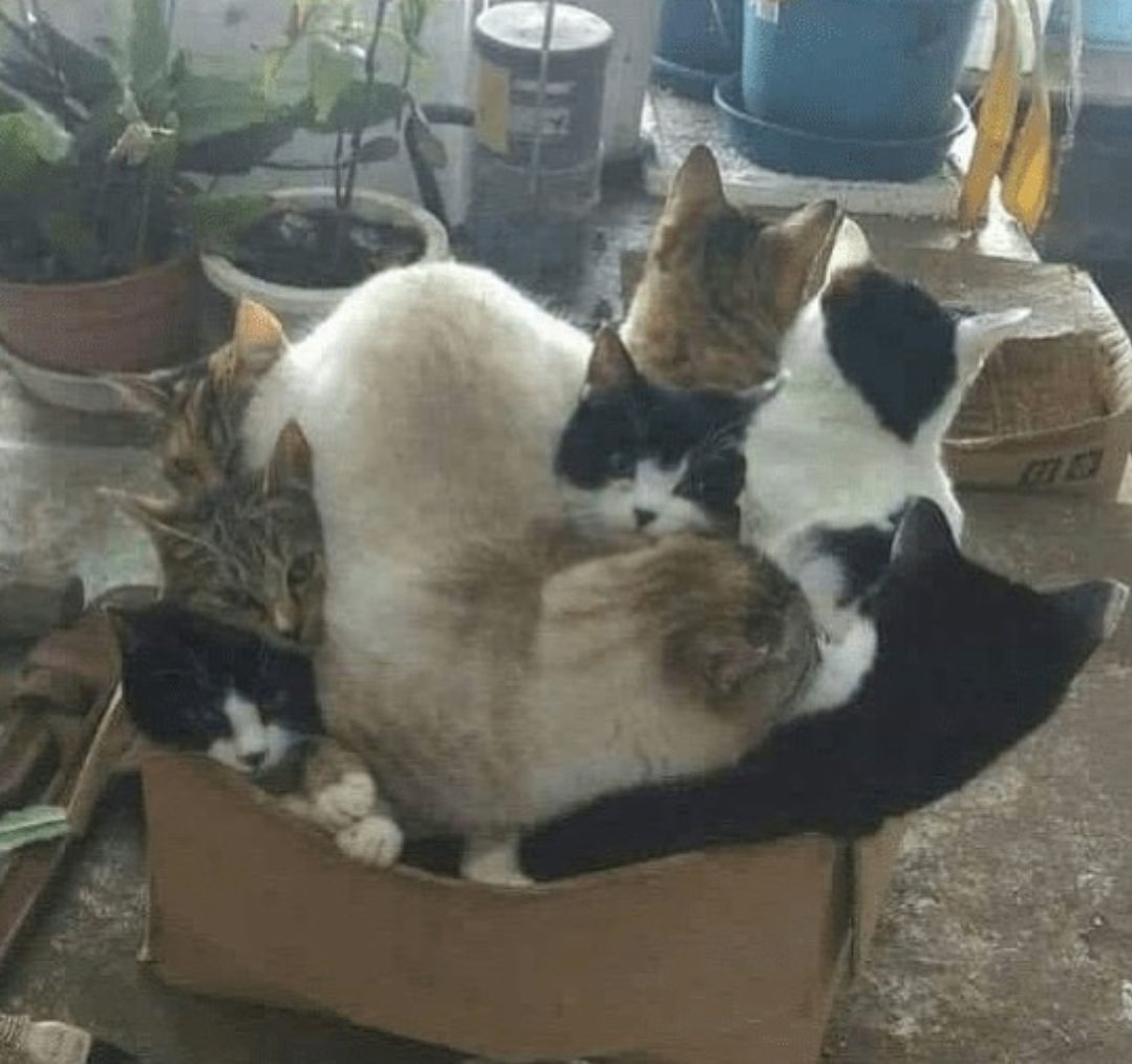 DontShowYourCat's tweet photo. overflowing https://t.co/EuRahieVuA